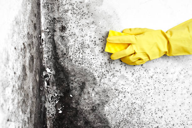 Best Mold Removal Company Near Me  in Mentone, IN