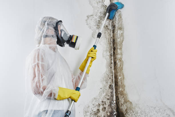 Best Mold Remediation  in Mentone, IN