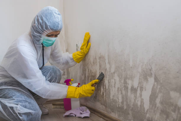 Best Mold Testing and Removal  in Mentone, IN