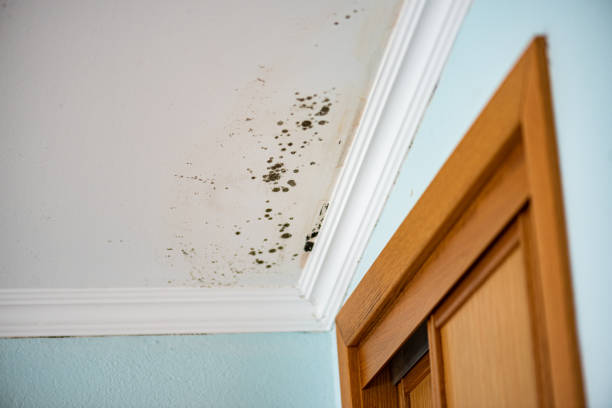 Attic Mold Removal in Mentone, IN