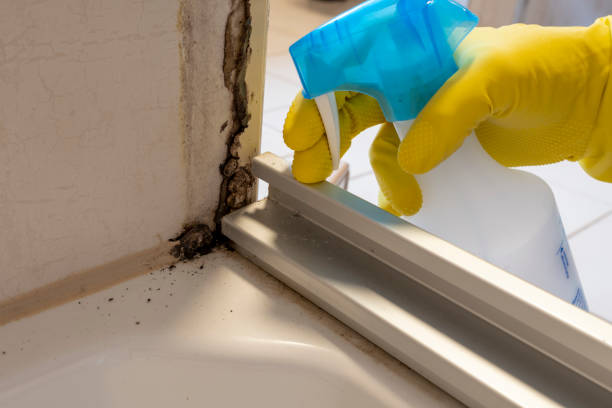 Best Mold Damage Repair  in Mentone, IN