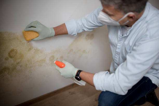 Best Best Mold Removal Companies  in Mentone, IN