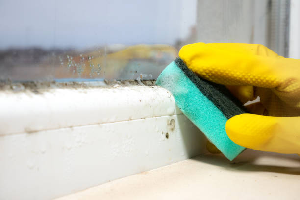 Mold Removal Process in Mentone, IN
