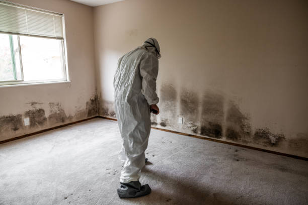 Best Mold Removal Process  in Mentone, IN
