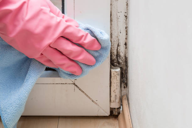 Best Home Mold Removal  in Mentone, IN