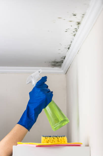 Best Residential Mold Removal  in Mentone, IN